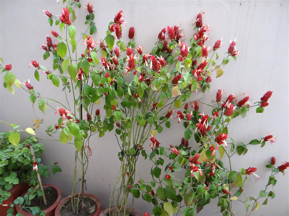 Justicia brandgeeana